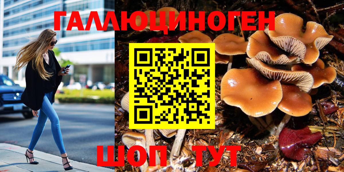 Галлюциногенные грибы Psilocybine cubensis Луга
